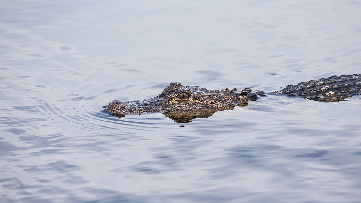 alligator in water