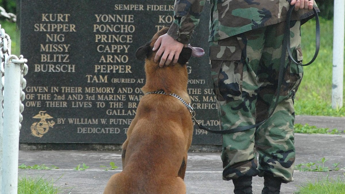 NATIONAL K9 VETERANS DAY - March 13, 2024 - National Today