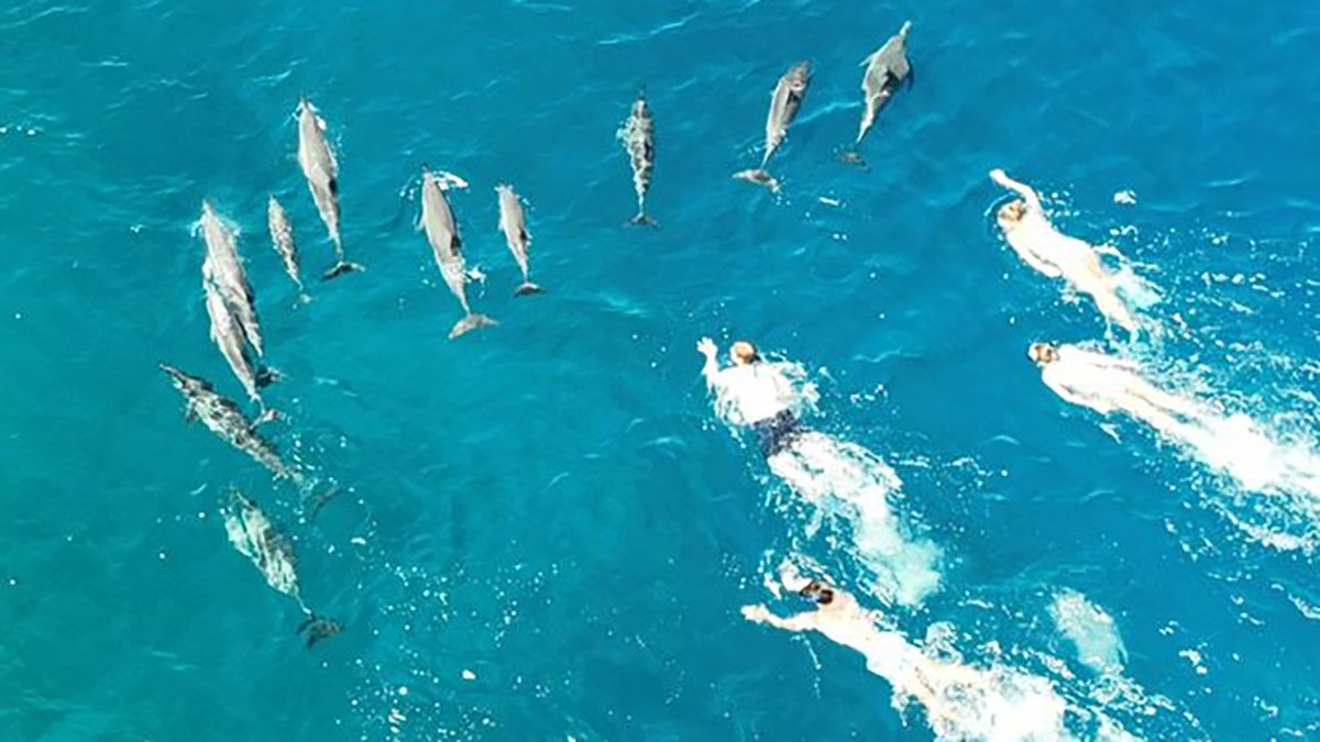 swimmers following dolphins in water