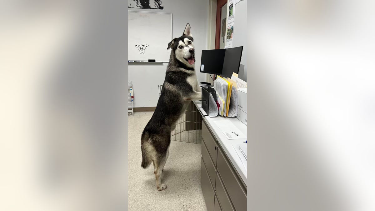 Harvey at desk