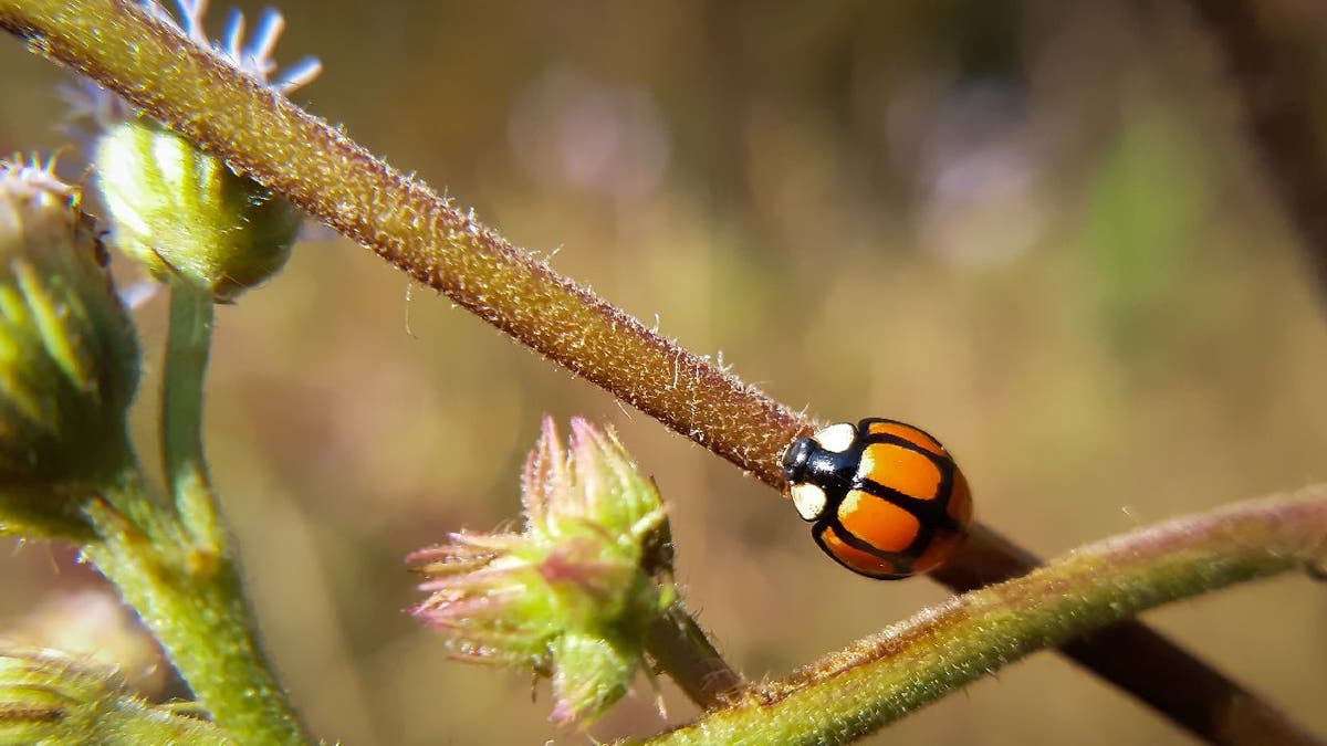 Orange ladybird beetle on green twig