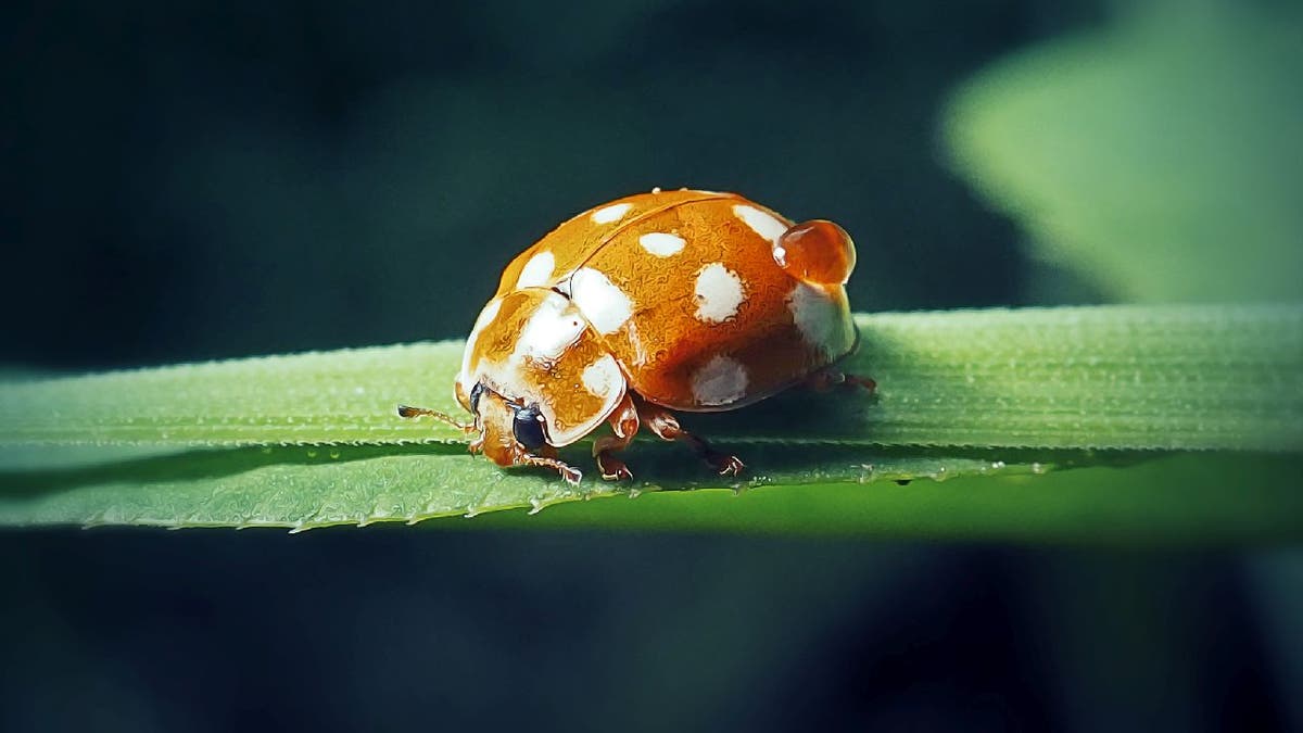 Orange cream-spot lady beetle with digital enhancement