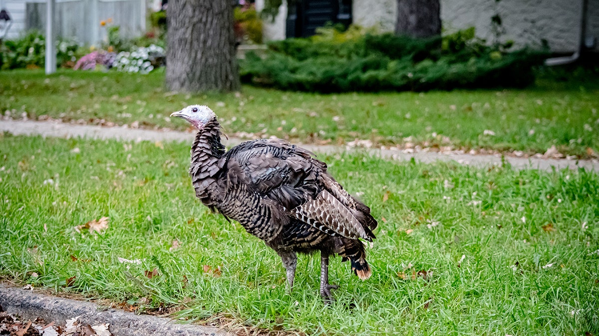 Wild turkeys