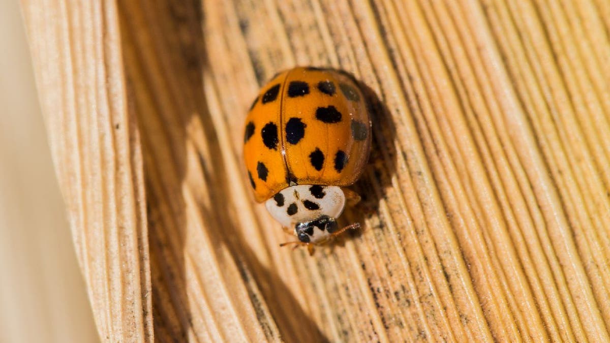 Orange Asian lady beetle on a corn husk