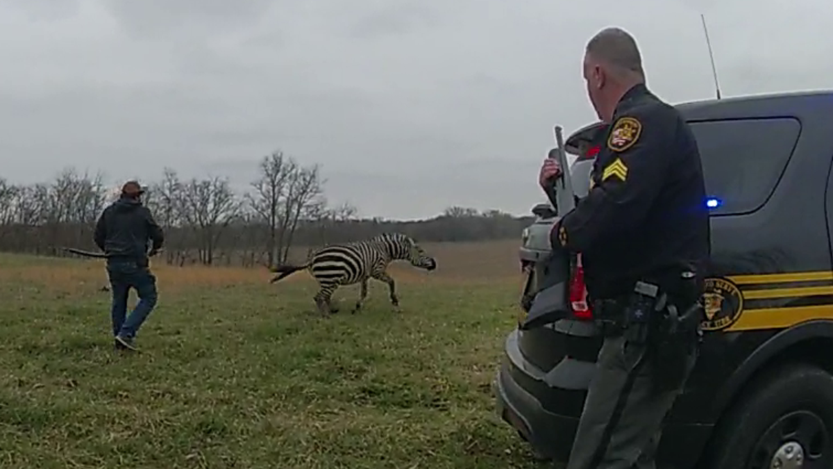 Ohio Zebra Attack