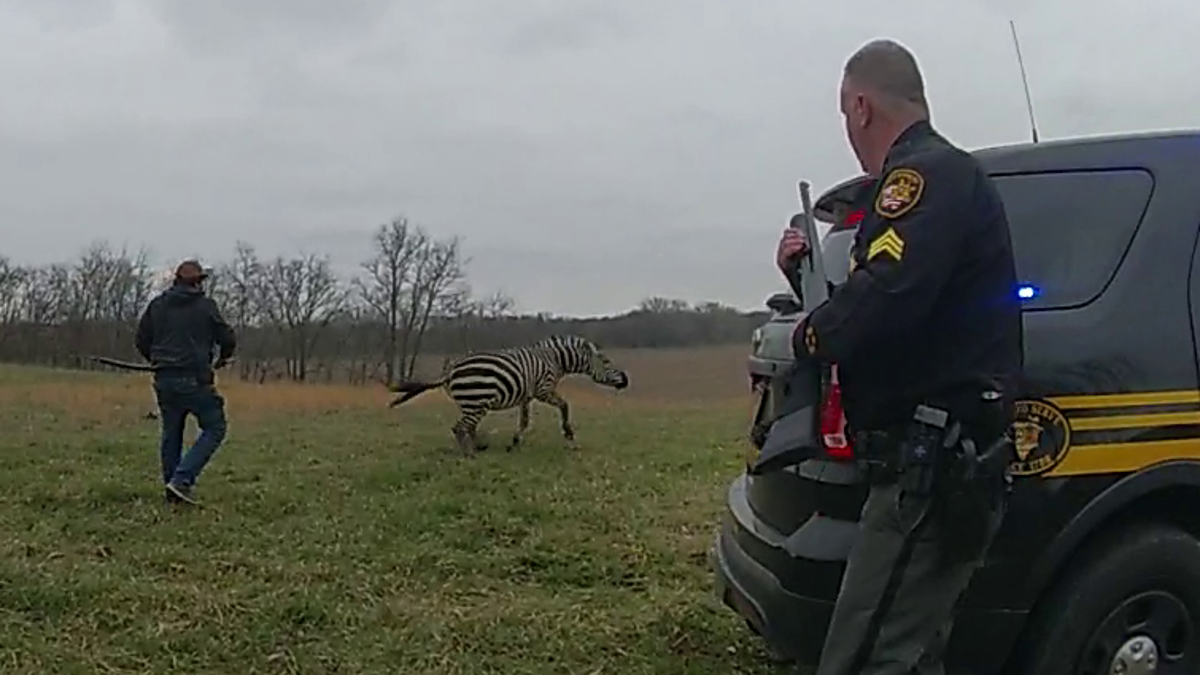 Can You Own a Zebra in Ohio?: Legal Insights & Tips