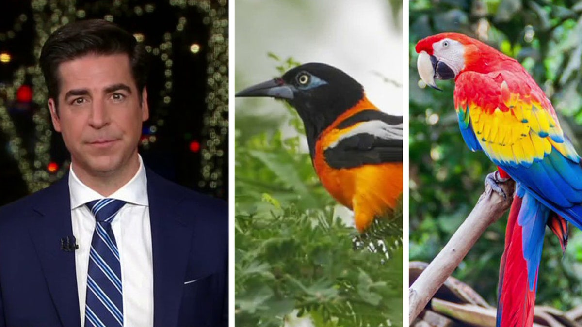 The Honduran national bird the scarlett macaw (far right) and the Venezuelan national bird the Troupial (middle). 