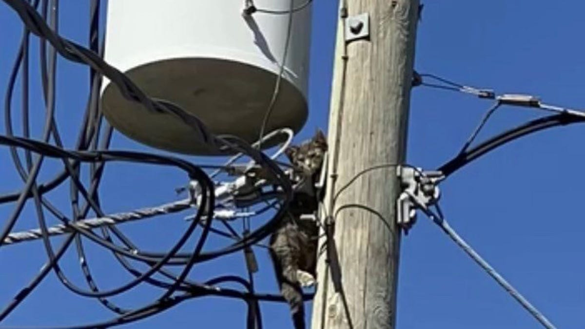 sparky rescued from power pole