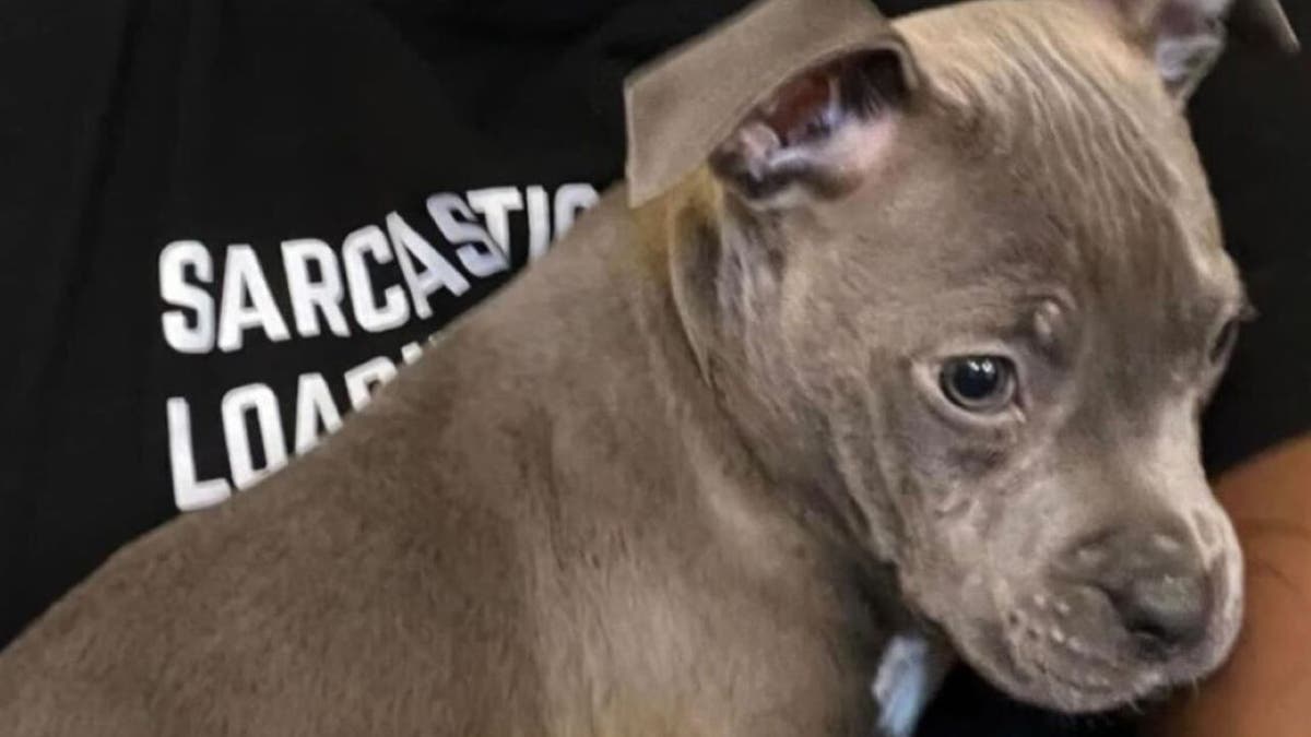 Detroit dog that was beaten allegedly by owner