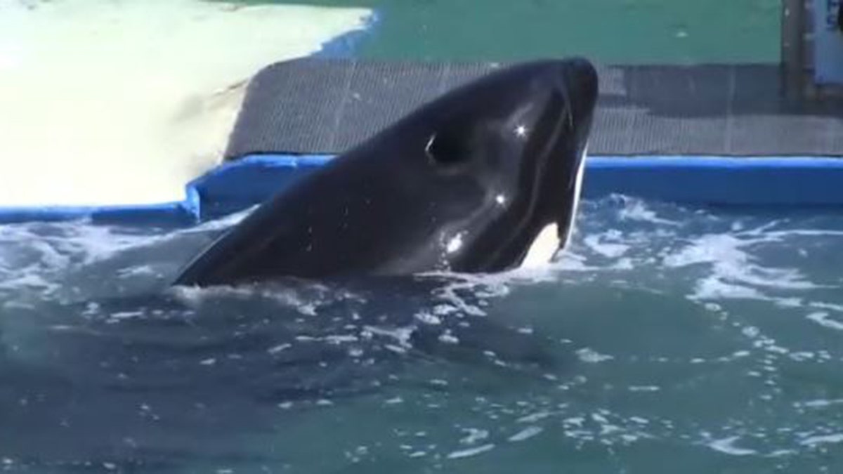 Lolita in the water