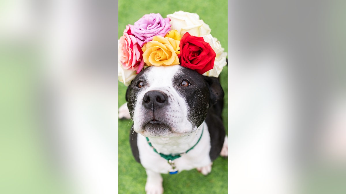 Dog flower crown portrait pose