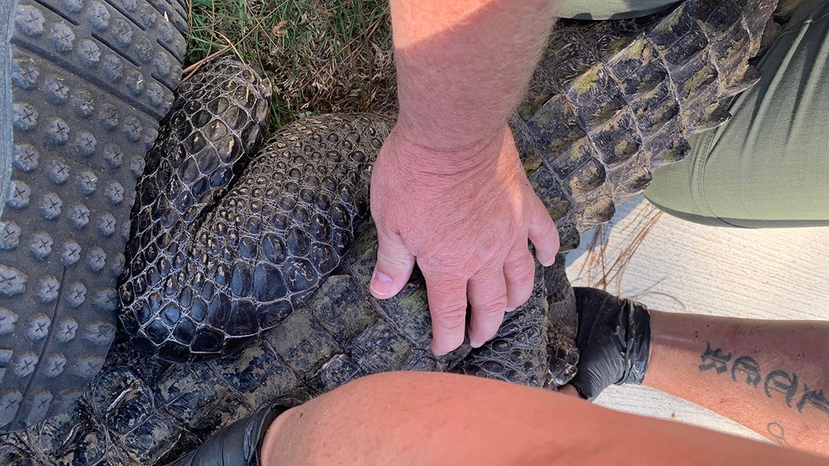 men holding alligator down