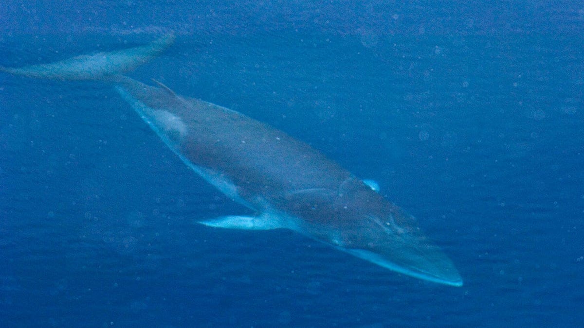 Dwarf Minke Whale