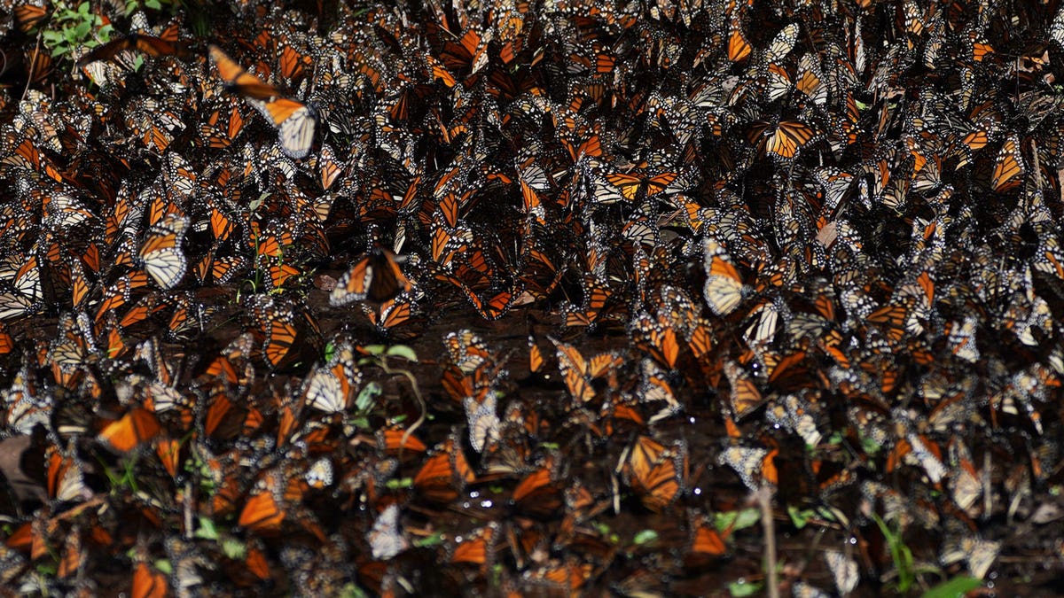 Monarch butterflies