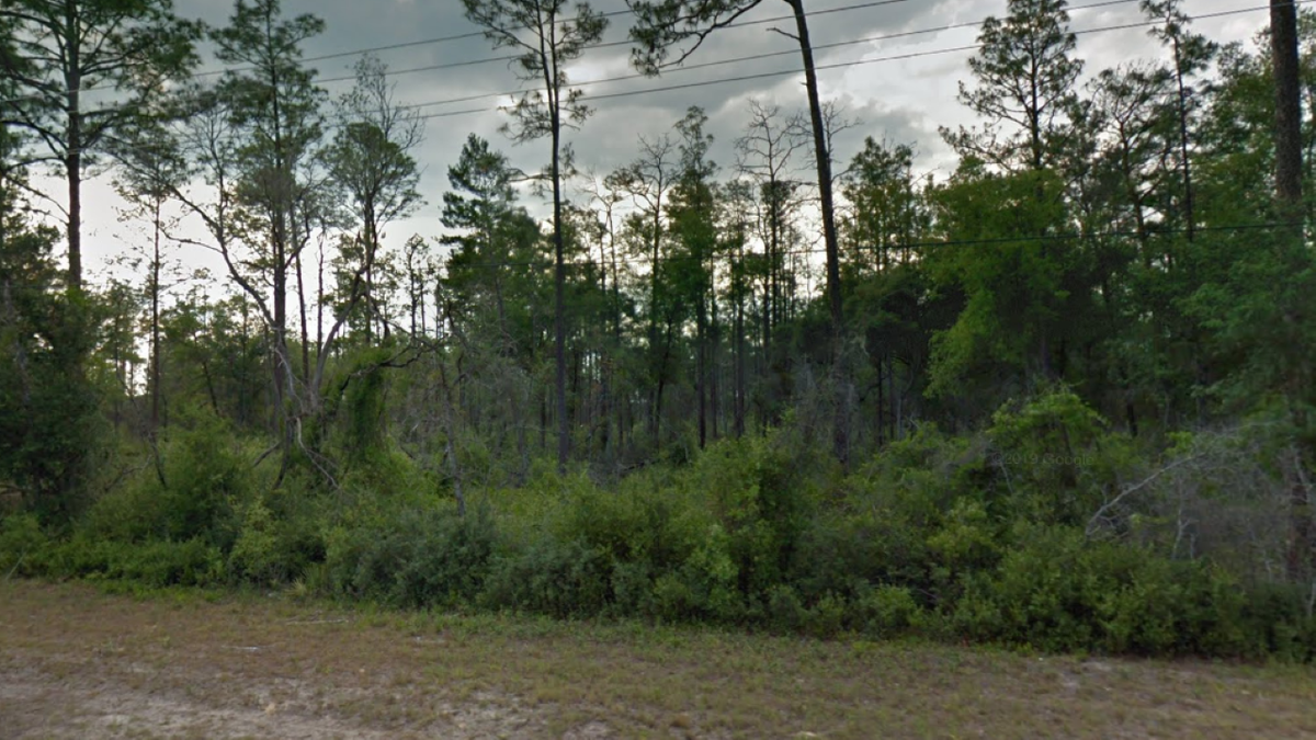 View of Ocala National Forest from road