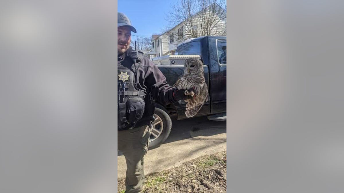 owl found in ohio 