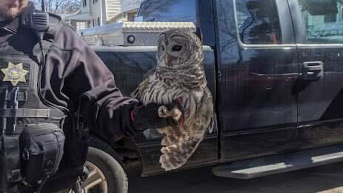 Owl survives after spending night with head stuck in car's front