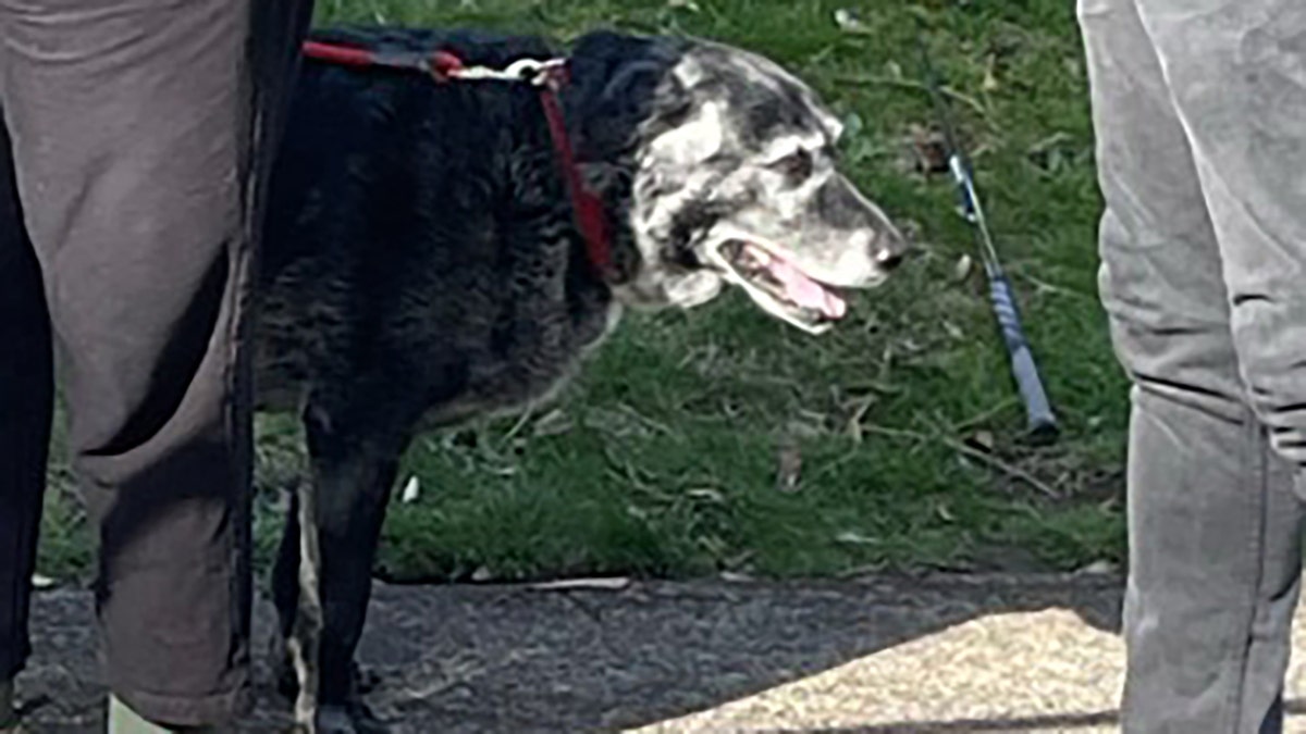 Tess the Labrador retriever