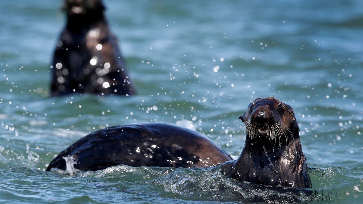 Sea otters in water