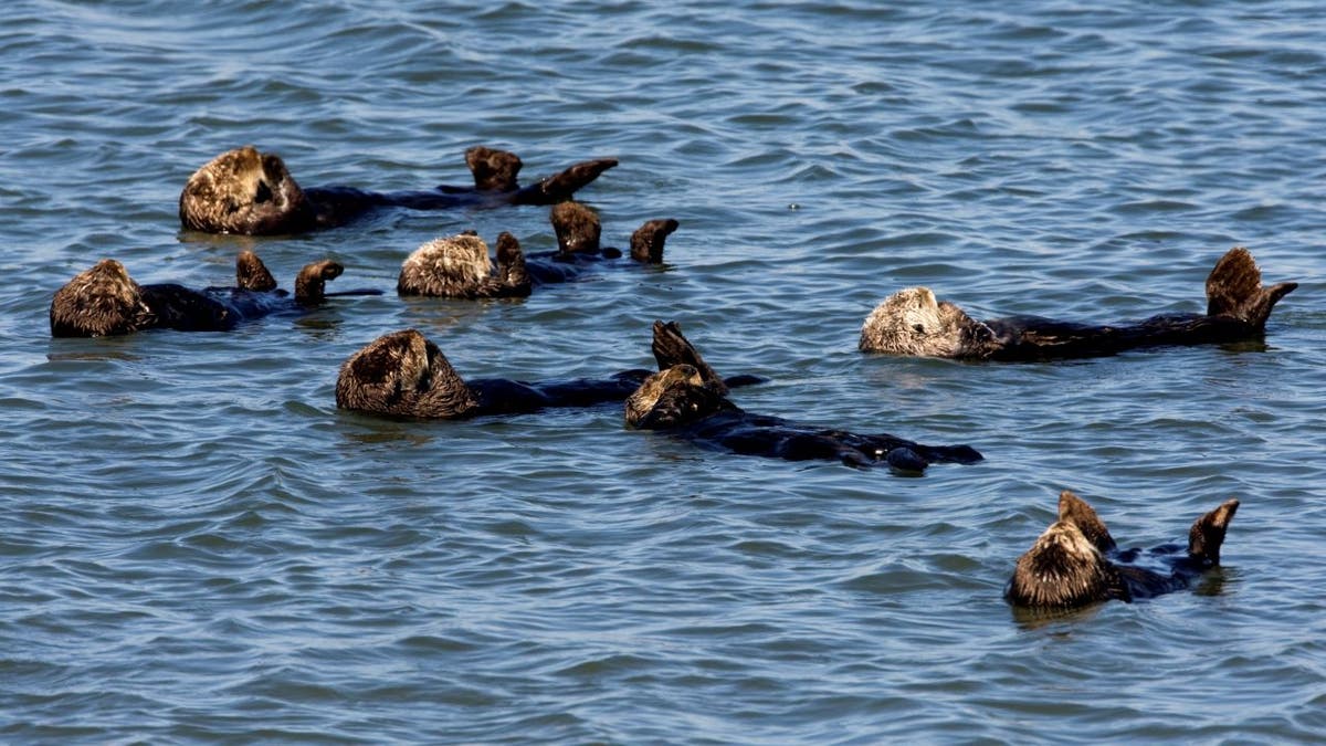 Group of sea otters