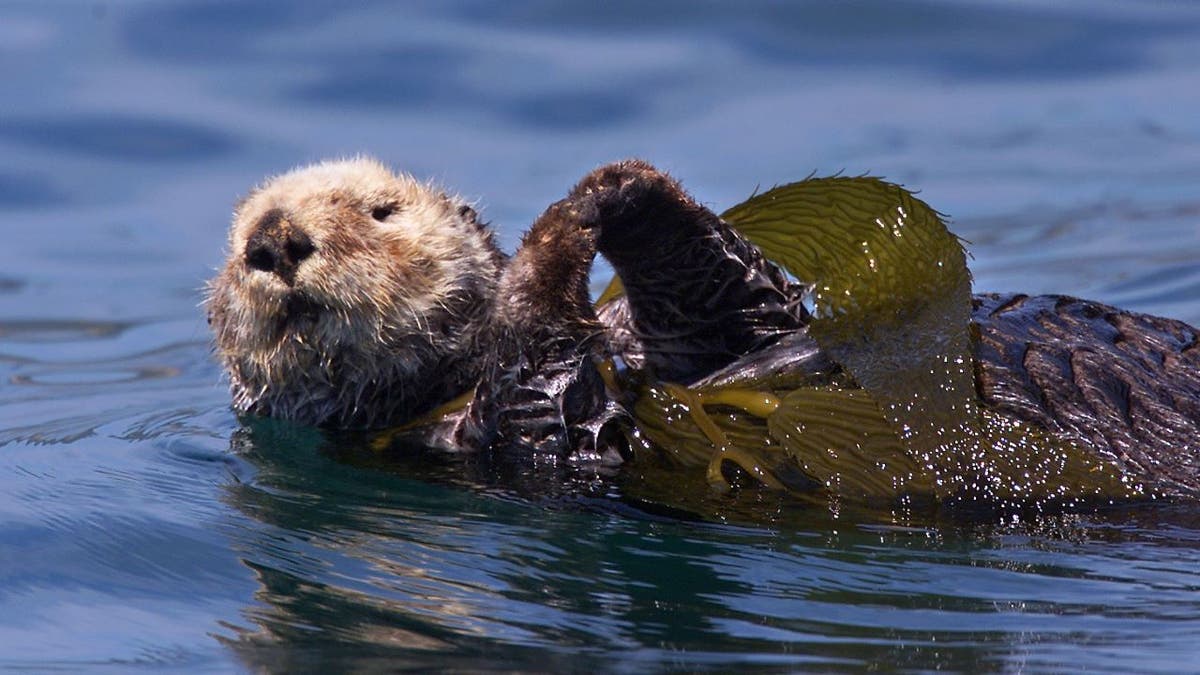 Sea otter laying on its back