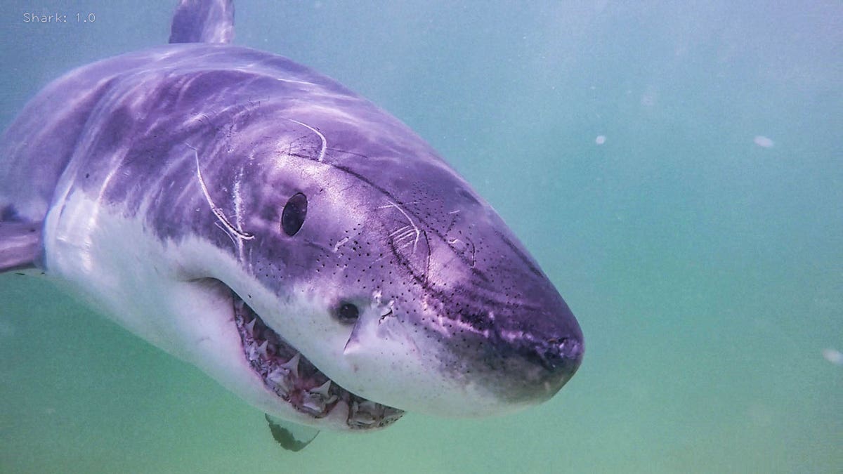 Cape Cod Shark seen underwater