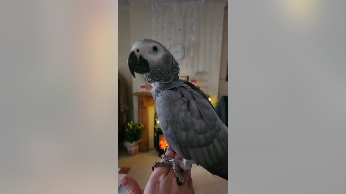 female Congo African grey parrot