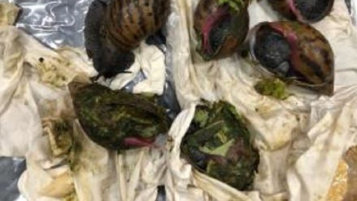 Detroit snails discovered