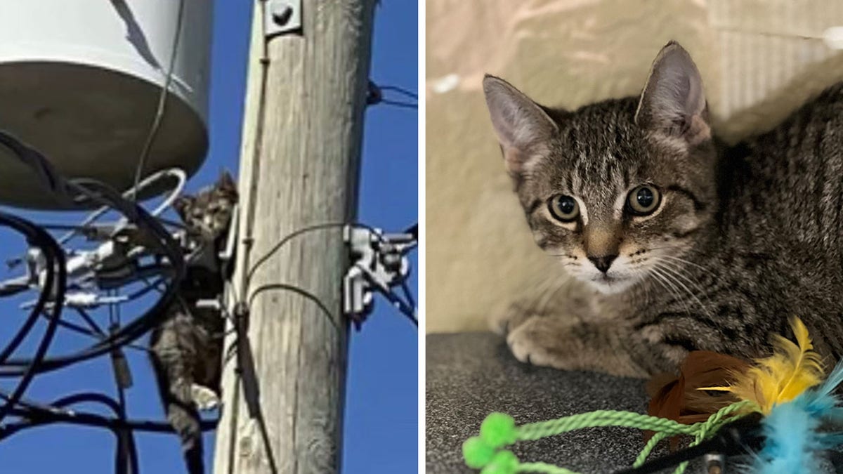 Punta Gorda police rescue kitten from a car engine