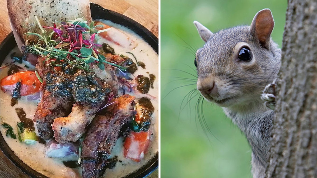 UK diner puts wild squirrel dish on menu: Nuts, or a tasty dish? | Fox News