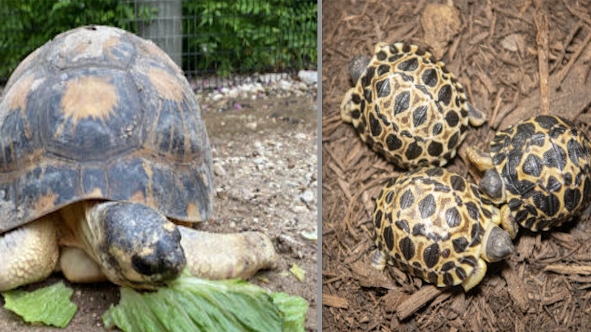 Houston Zoo's 90-year-old tortoise 'Mr. Pickles' is a first-time father of three