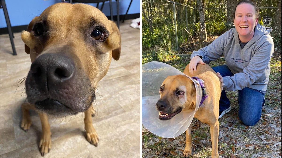 lena the dog before and after surgery