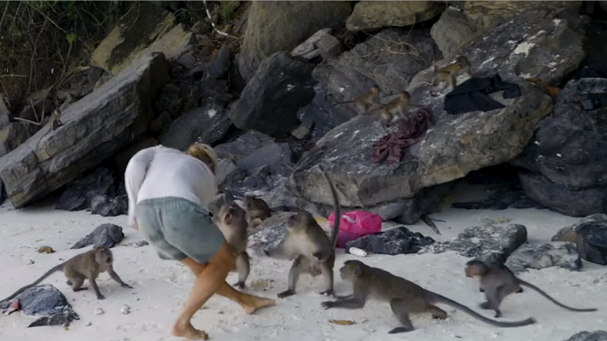 Riley Whitelum monkey fight