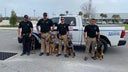 Panama City Beach police to use new K-9 dogs, crime cameras to crack down on spring break drug use