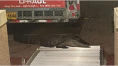 Florida alligator bites man on his front porch after he opens door: police