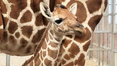 Dallas Zoo welcomes birth of healthy 131-pound baby giraffe