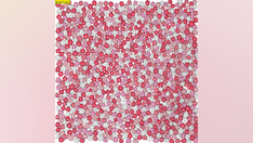 Brain teaser: Can you find 5 stars hidden in this flower field?