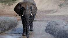 46-year-old elephant euthanized at Oakland Zoo due to arthritis, other age-related problems