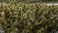 Medical marijuana proposal gains momentum in Kentucky