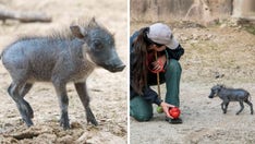 Dallas Zoo welcomes baby warthog: 'Her name means watermelon'