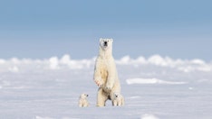 Polar bear is snapped standing upright in Canada's Baffin Island: 'Gave me goosebumps'