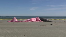 Eight dolphins die on New Jersey beach after 'mass stranding event'