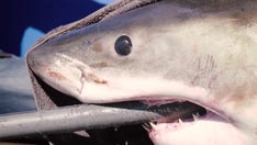 Massive 11-foot, 1,200-pound great white shark detected off Florida coast as spring breakers flock to beaches