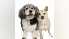 Two chubby San Francisco dogs on weight-loss journey are seeking a new home