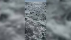 Louisiana fishermen film chaotic shark feeding frenzy: 'Never seen anything like it'