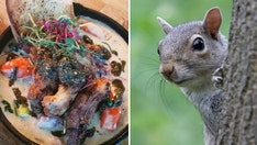 UK diner puts wild squirrel dish on menu: Nuts, or a tasty dish?