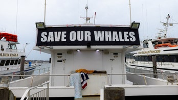 Republican demands NJ Gov. Murphy halt offshore wind project for 30-60 days amid spate of whale deaths