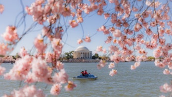 SEE PHOTOS: Washington, DC cherry blossoms at peak bloom