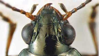 Scientists name rare beetle species after former California Gov. Jerry Brown
