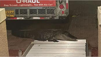 Florida alligator bites man on his front porch after he opens door: police